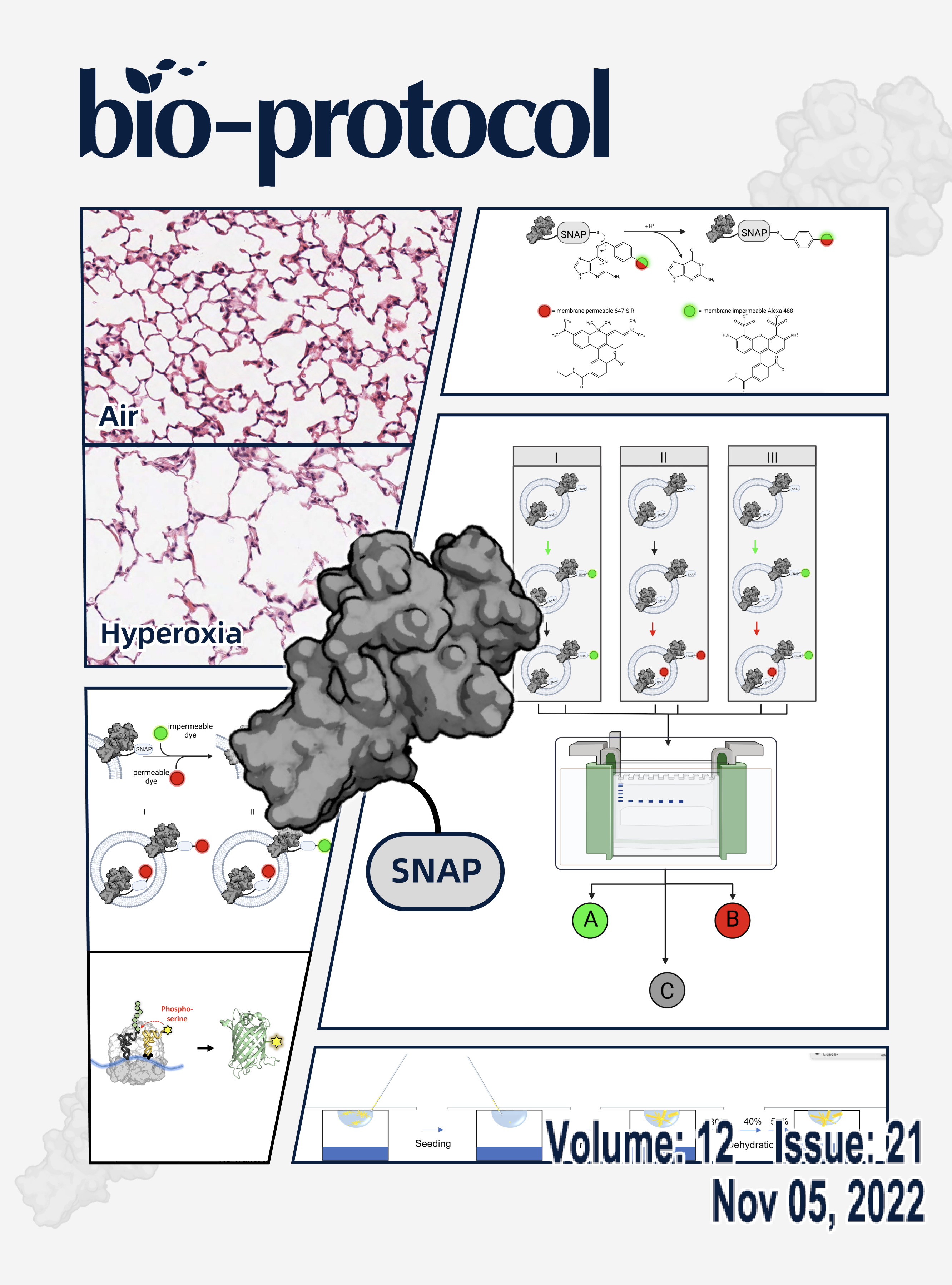 Issue Cover - Bio-protocol, Volume 12, Issue 21