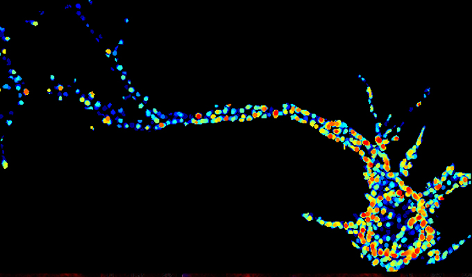 zapERtrap: A light-regulated ER release system to study secretory protein trafficking