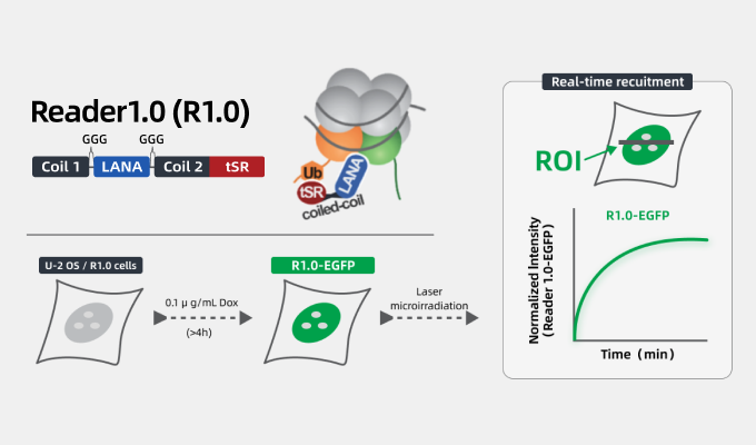 Laser microirradiation and real-time recruitment assays using an engineered biosensor of nucleosome ubiquitination