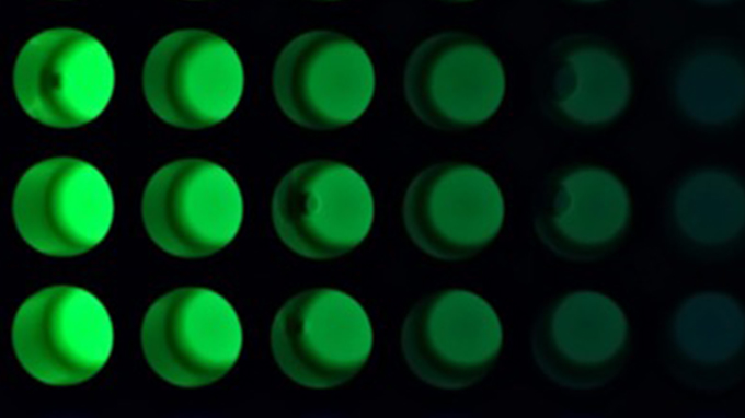 Calibration of fluorescent measurements in microbial cells towards a more standardised synthetic biology