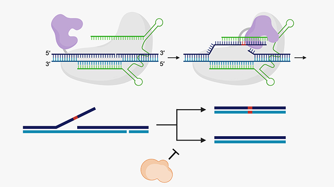 Designing and executing prime editing experiments in mammalian cells