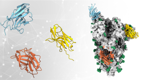 Experimental methods for identifying synergistic nanobody combinations that neutralize SARS-CoV-2
