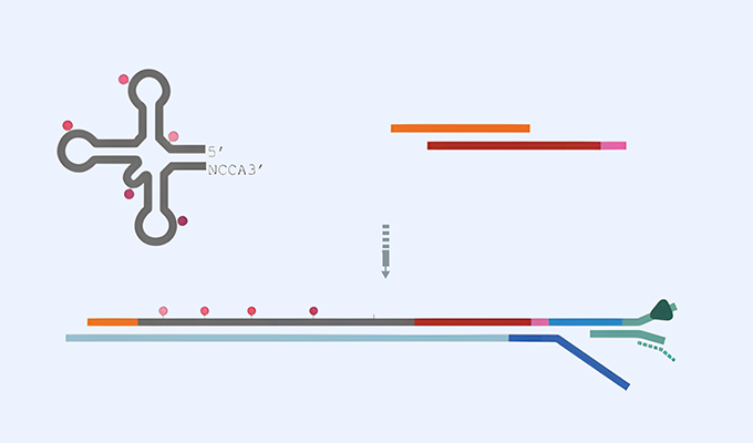 Exploring RNA Dynamics: Innovations in Nanopore-based Native RNA Sequencing