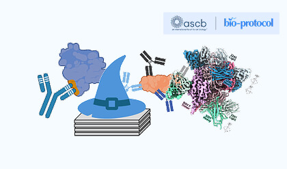 Generation of antigen-specific paired-chain antibodies using large language models