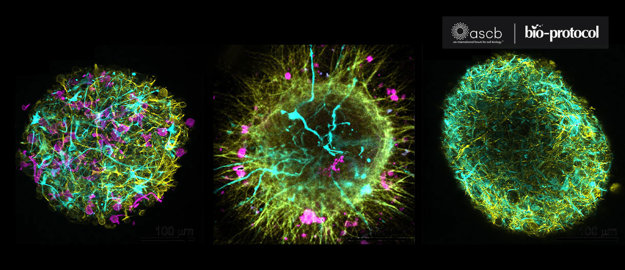 3D human multi-cell-type neurospheres from iPSCs