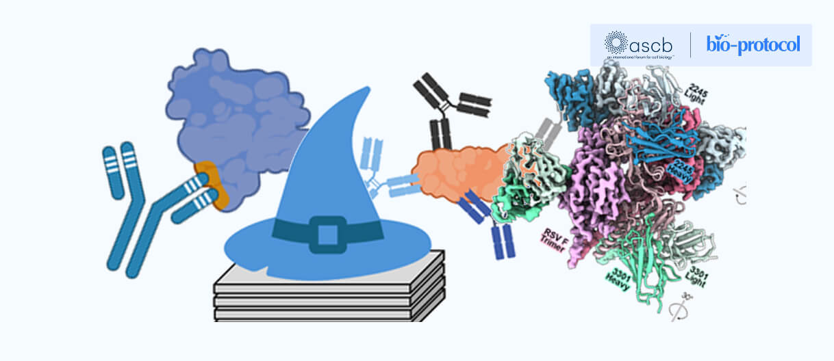 Generation of antigen-specific paired-chain antibodies using large language models