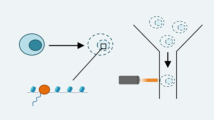 Chromatin binding of RNA polymerase II and its phosphorylated forms through the cell cycle by flow cytometry