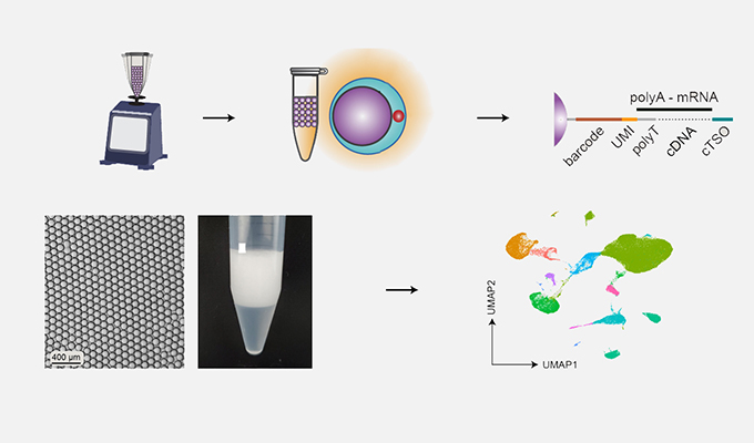 Microfluidics-free single-cell genomics with templated emulsification