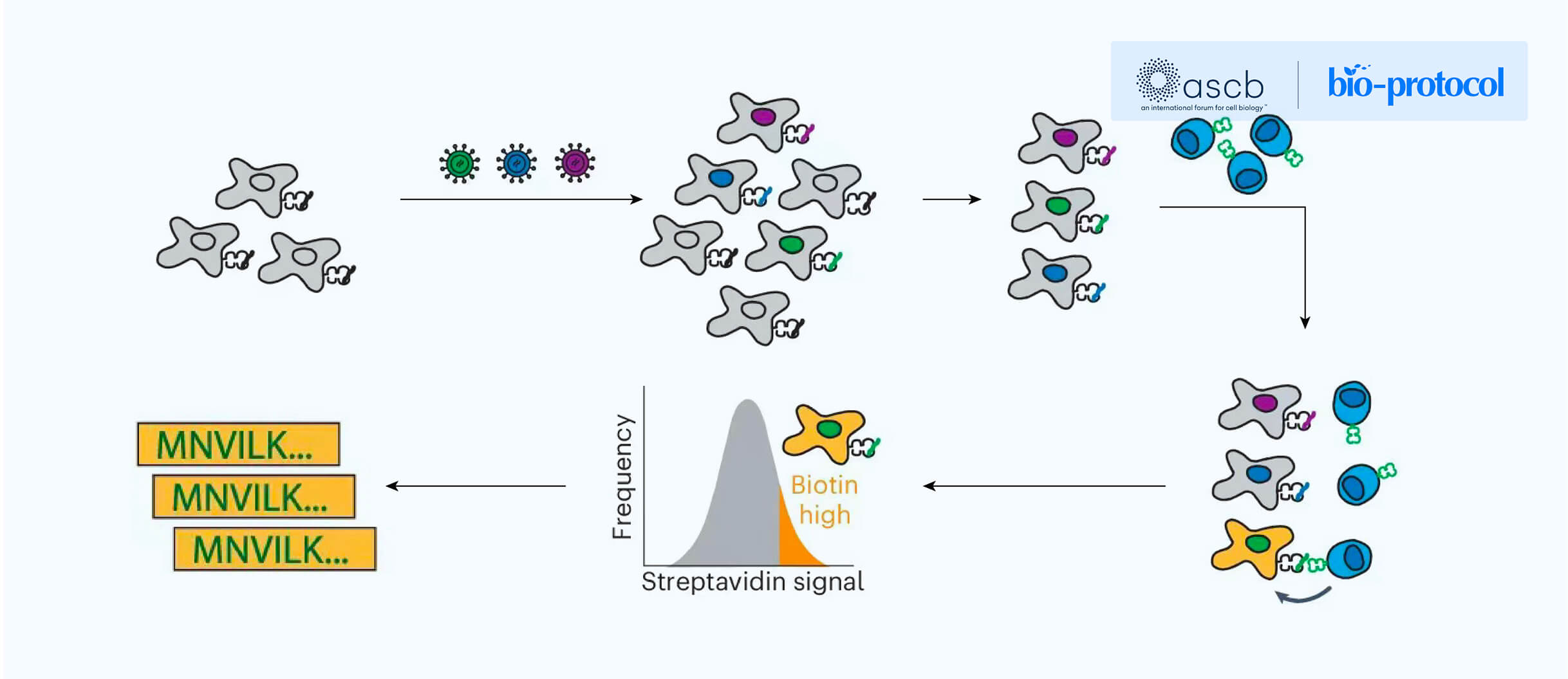 High-throughput T-cell antigen discovery technology platform and its applications