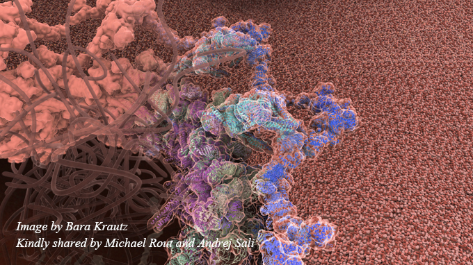 Isolation and characterization of endogenous nuclear pore complexes