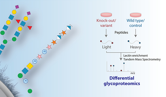Developing glycoproteomics and glycoengineering approaches to investigate protein glycosylation