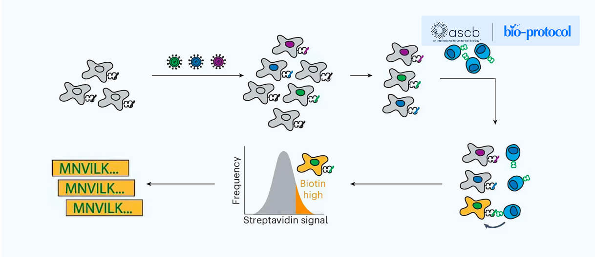High-throughput T-cell antigen discovery technology platform and its applications